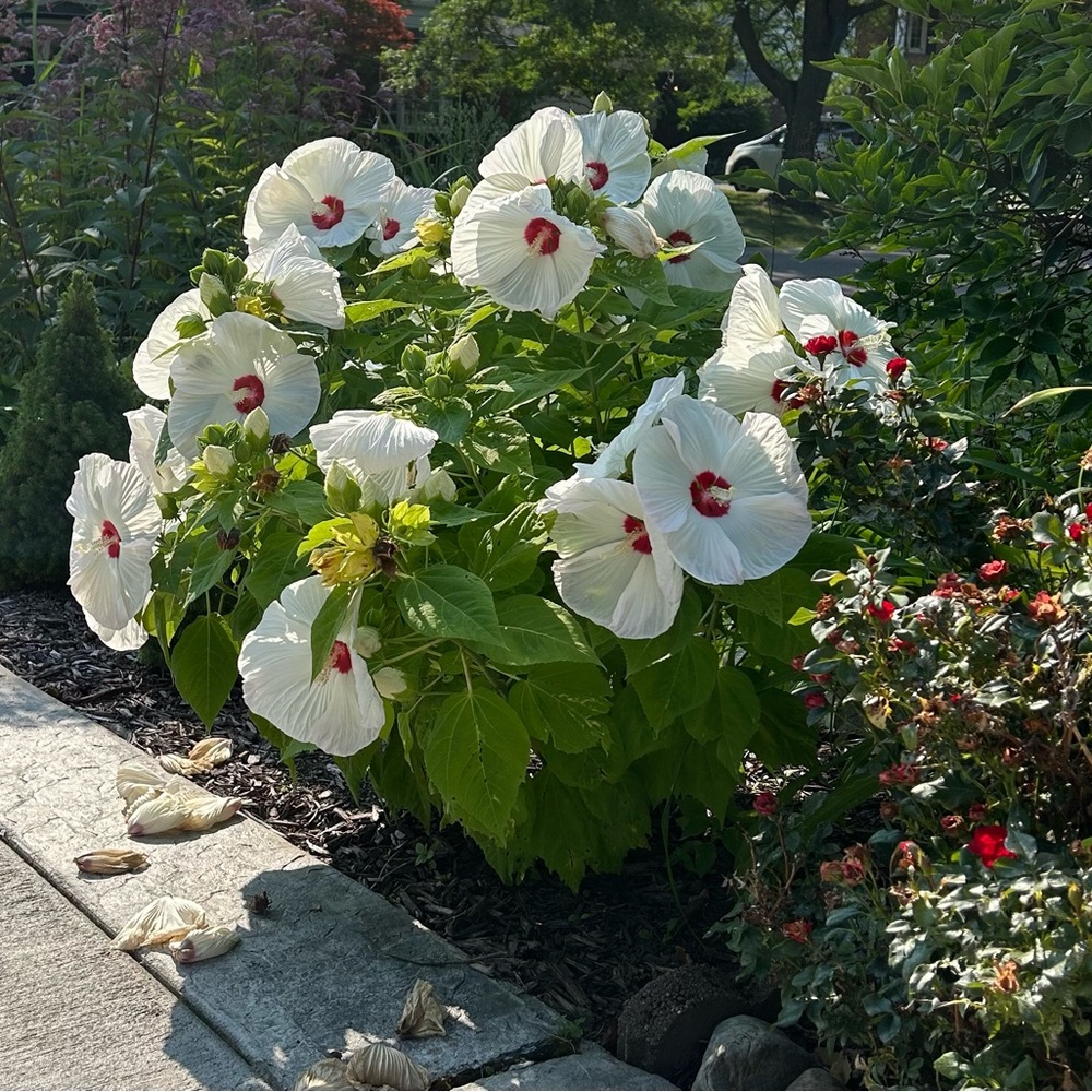 Meet your Posher, Renata